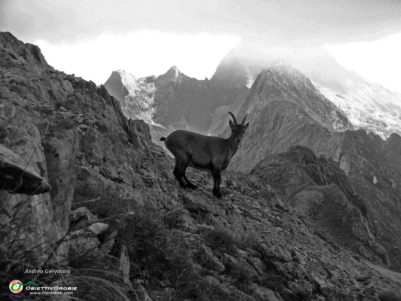 11 stambecco sulla cima del M. Aga.jpg